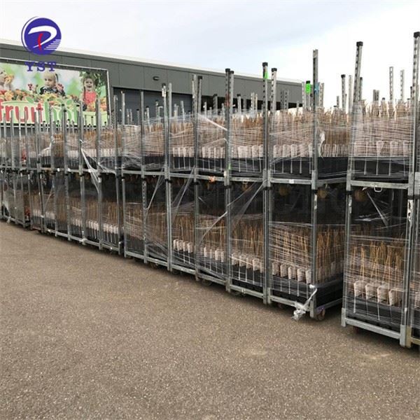 Nursery Cc Racks